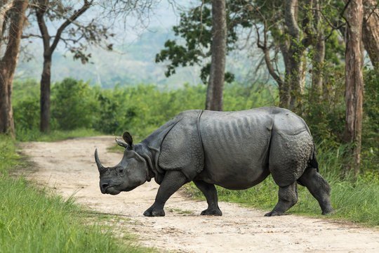 One-horned rhino crossing a forest track in Kaziranga National Park, Assam