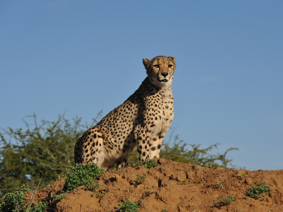 One-horned Rhinoceros